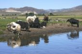 Mongolei-Wanderreise-Yakherde-Orkhon Fluss
