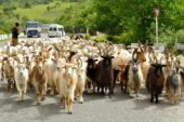 Georgienreise Schafe und Ziegen unterwegs