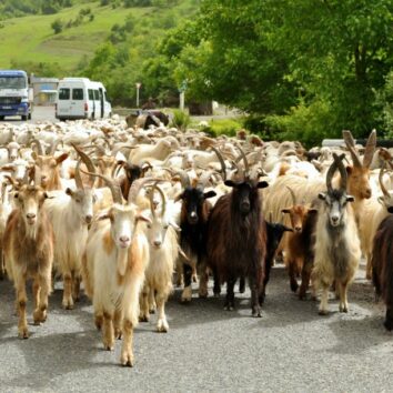 Georgienreise Schafe und Ziegen unterwegs