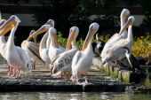 äthiopien-wanderreise-pelikane