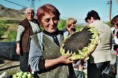 Armenien-Wanderreise-Sonnenblume