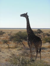Namibia-Erlebnisreise-Giraffe