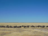 Namibia-Erlebnisreise-Büffelherde