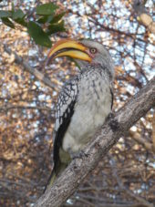 Namibia-Erlebnisreise-Vogel