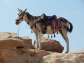 Jordanien-Individualreise-Lastentier-Petra
