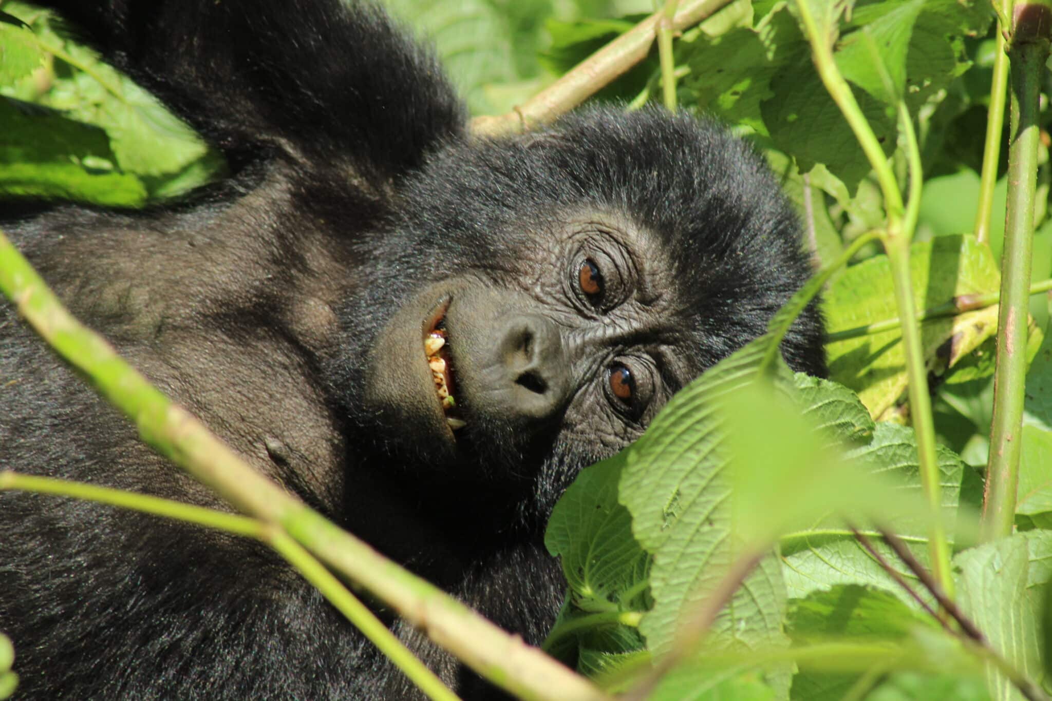Uganda-Erlebnisreise: Safari-Vielfalt im Land der Seen