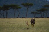 rangerausbildung-kenia-antilope