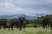 Ranger-Ausbildung-Kenia-Büffel