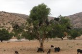 Marokko-Wanderreise-Ziegen-klettern-Arganbaum