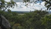 Erlebnisreise-Sambia-Dzalanyama Forest