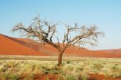 Namibia-Erlebnisreise-Sossusvlei-Baum