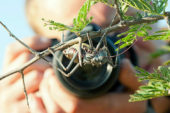 Ranger-Ausbildung-Südafrika-Insekt
