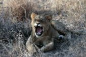 Ranger-Ausbildung-Südafrika-Löwe