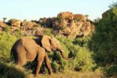 Ranger-Ausbildung-Südafrika-Elefant