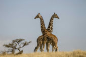 rangerausbildung-kenia-giraffen