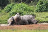 Südafrika-Erlebnisreise-Nashorn-Sibuya