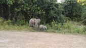 sambia-erlebnisreise-elefanten-southluangwa