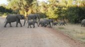 sambia-erlebnisreise-elefanten-südluangwa
