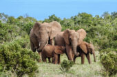 Südafrika-Erlebnisreise-Elephant-Nationalpark