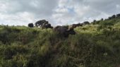 tansania-erlebnisreise-ngorongono-krater-büffel