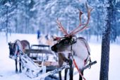 Finnland-Winterreise-Rentiere