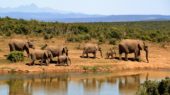 tansania-individualreise-elefantenfamilie
