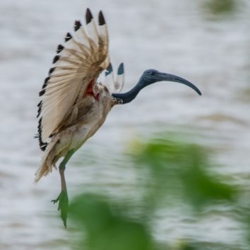 Individuelle-Kurztour-Vogel-Äthiopien