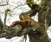 Tansania-Erlebnisreise-Serengeti-Leopard-Baum