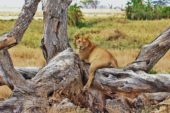 tansania-erlebnisreise-löwin
