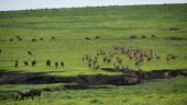 tansania-individualreise-gnuherde-savanne