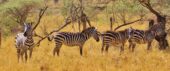 tansania-individualreise-zebras